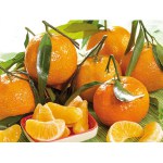 Mandarin 1Kg ( Az árak tájékoztató jellegűek )